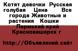 Котят девочки “Русская голубая“ › Цена ­ 0 - Все города Животные и растения » Кошки   . Пермский край,Красновишерск г.